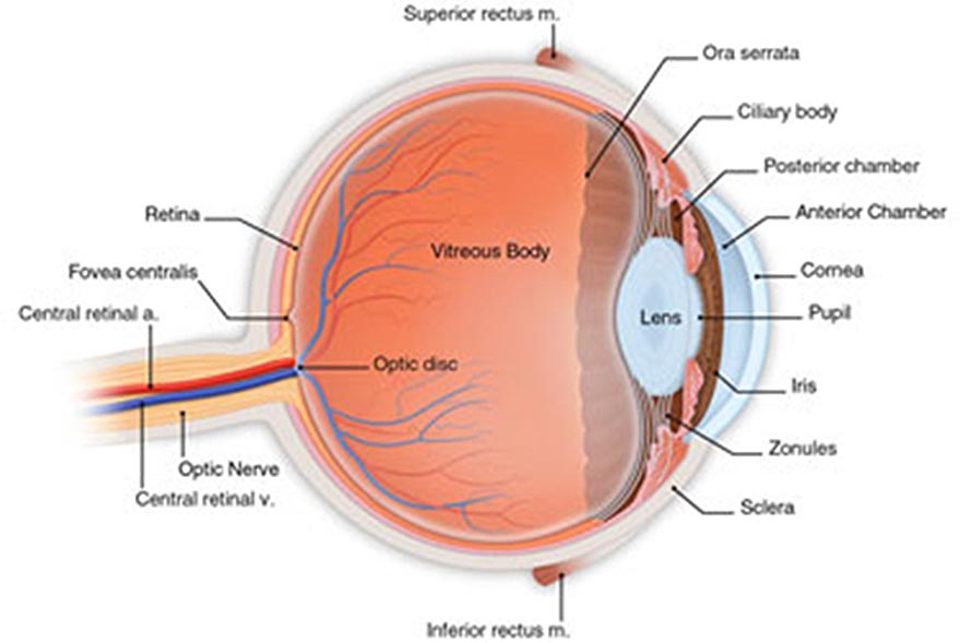 Eye-Anatomy Eye Anatomy